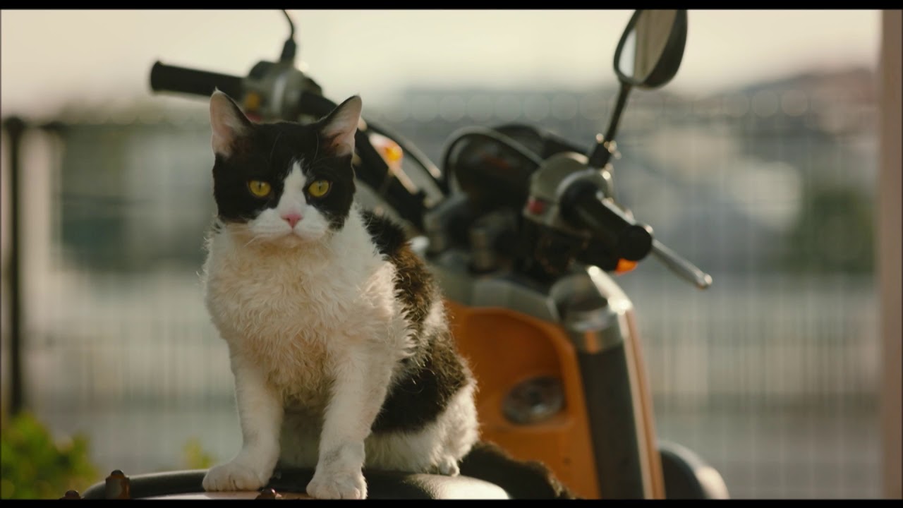 映画『旅猫リポート』を全編無料で視聴できる動画配信サービスまとめ